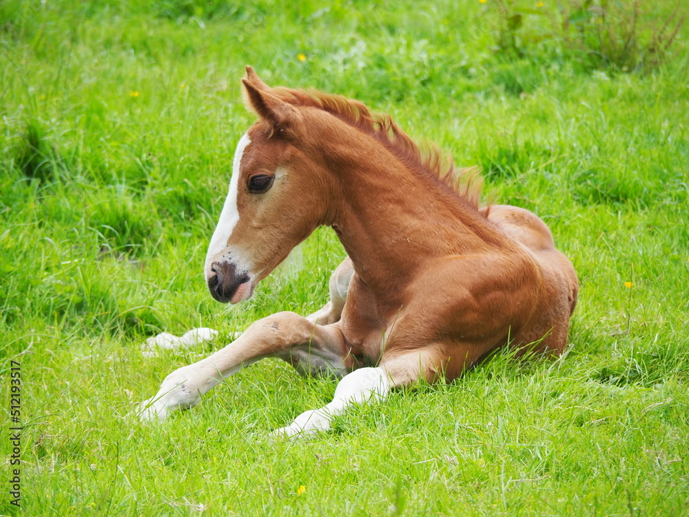 Brown colt laying on the green grass. Brown colt laying on the green grass.