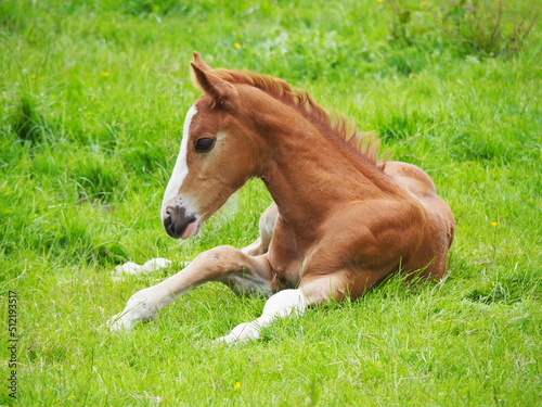 Brown colt laying on the green grass.