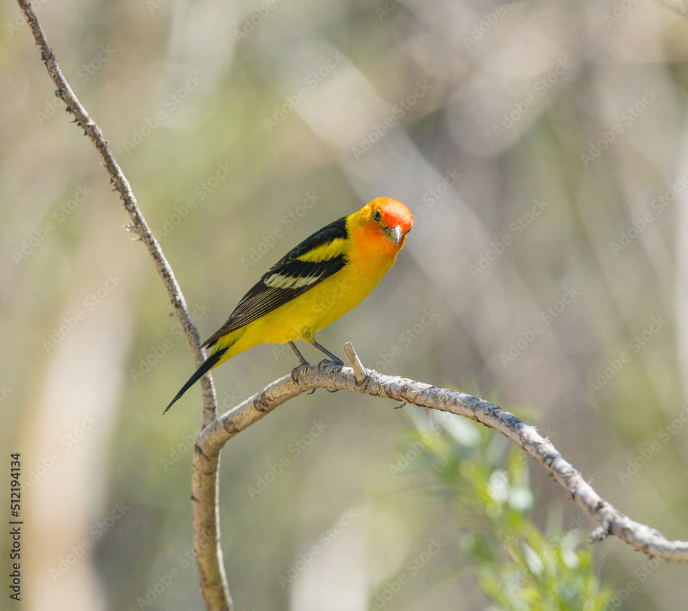 Colorful Western Tanager perched on a tree branch. Colorful Western Tanager perched on a tree branch.