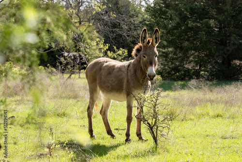Mules photo