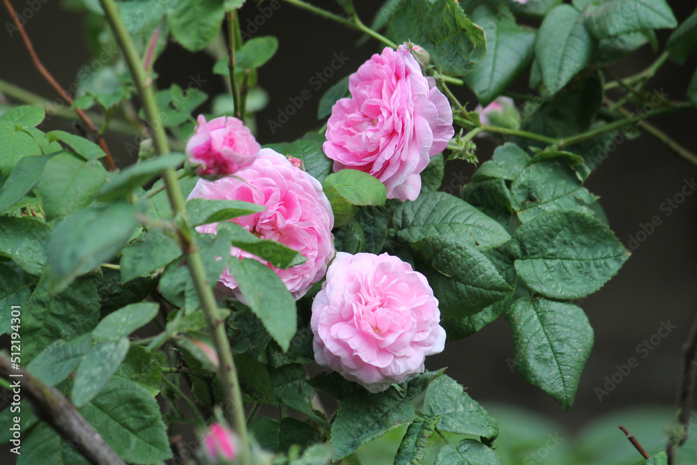 Pink double rose flowers and green leaves in summer garden