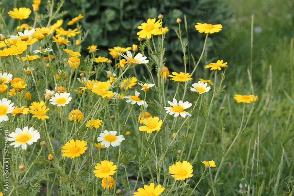 Yellow flowers of Crown daisy (Glebionis coronaria, syn. Chrysanthemum coronarium) in summer garden