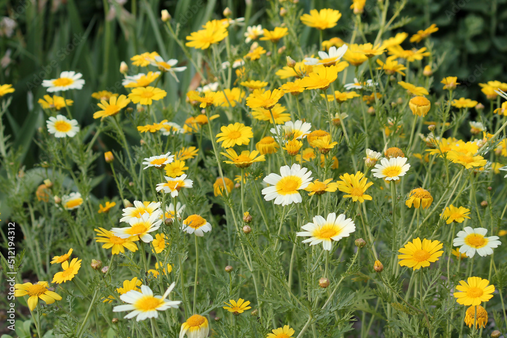 Yellow flowers of Crown daisy (Glebionis coronaria, syn. Chrysanthemum coronarium) in summer garden Yellow flowers of Crown daisy (Glebionis coronaria, syn. Chrysanthemum coronarium) in summer garden