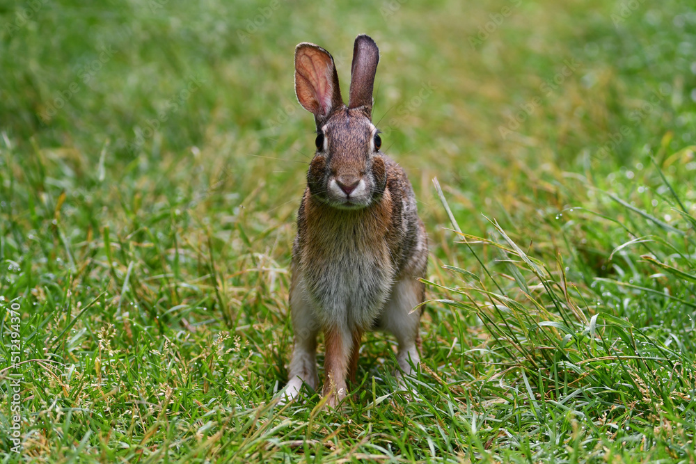 Eastern Cottontail Bunny Rabbit on grass in park looking around Eastern Cottontail Bunny Rabbit on grass in park looking around