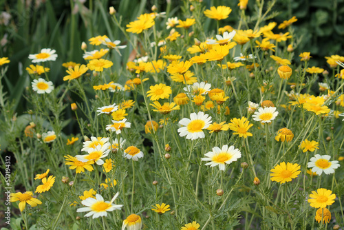 Yellow flowers of Crown daisy (Glebionis coronaria, syn. Chrysanthemum coronarium) in summer garden