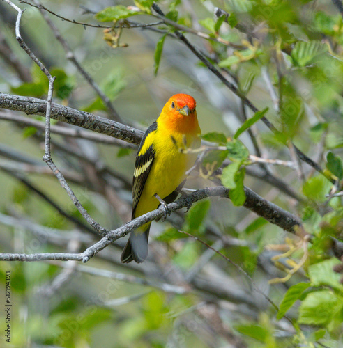 Colorful Western Tanager perched on a tree branch. © photobyjimshane
