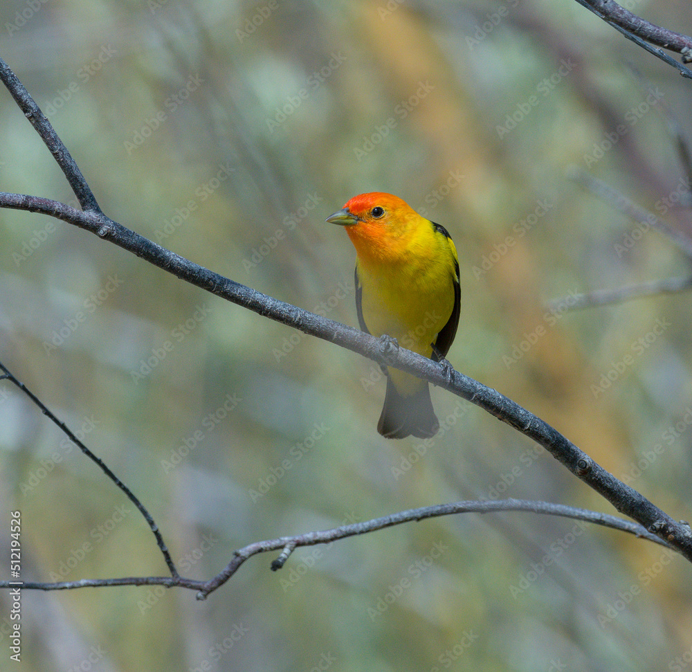 Fototapeta premium Colorful Western Tanager perched on a tree branch.