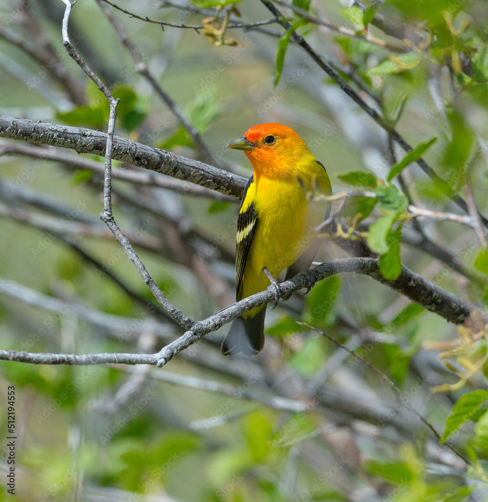 Obraz premium Colorful Western Tanager perched on a tree branch.