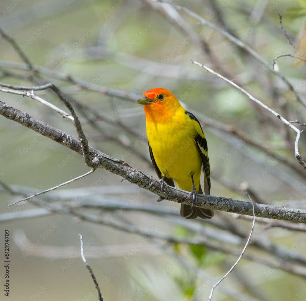 Colorful Western Tanager perched on a tree branch.