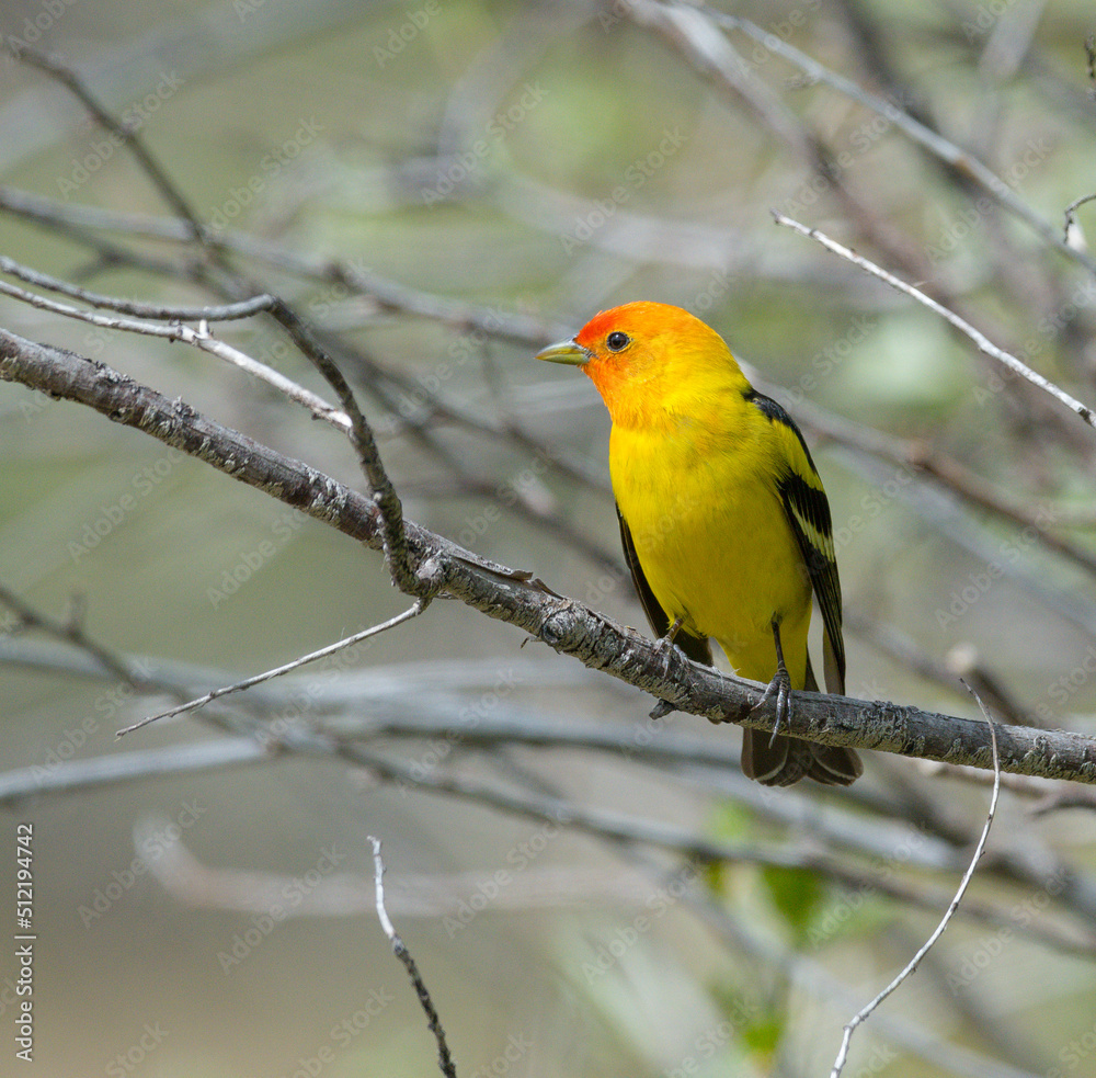 Colorful Western Tanager perched on a tree branch.
