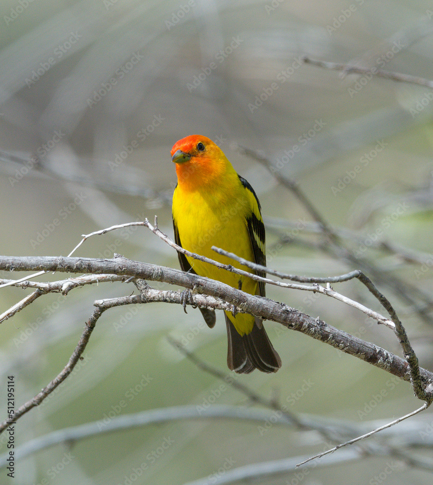 Fototapeta premium Colorful Western Tanager perched on a tree branch.