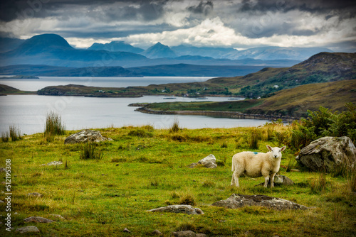 Sheep Overlooking The Summer Isles, Scotland From The Alchiltibuie Road Near Altandhu