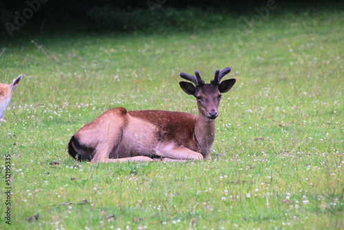 A view of a Fallow Deer in the countryside