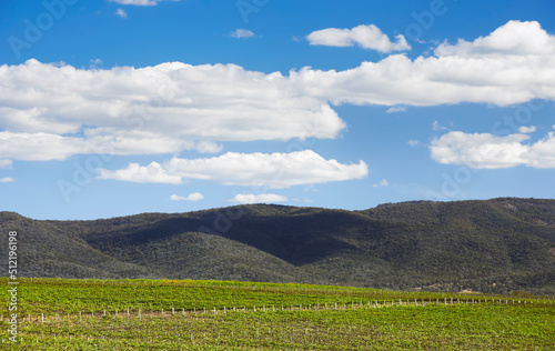 Large vineyard spread out at base of hills photo