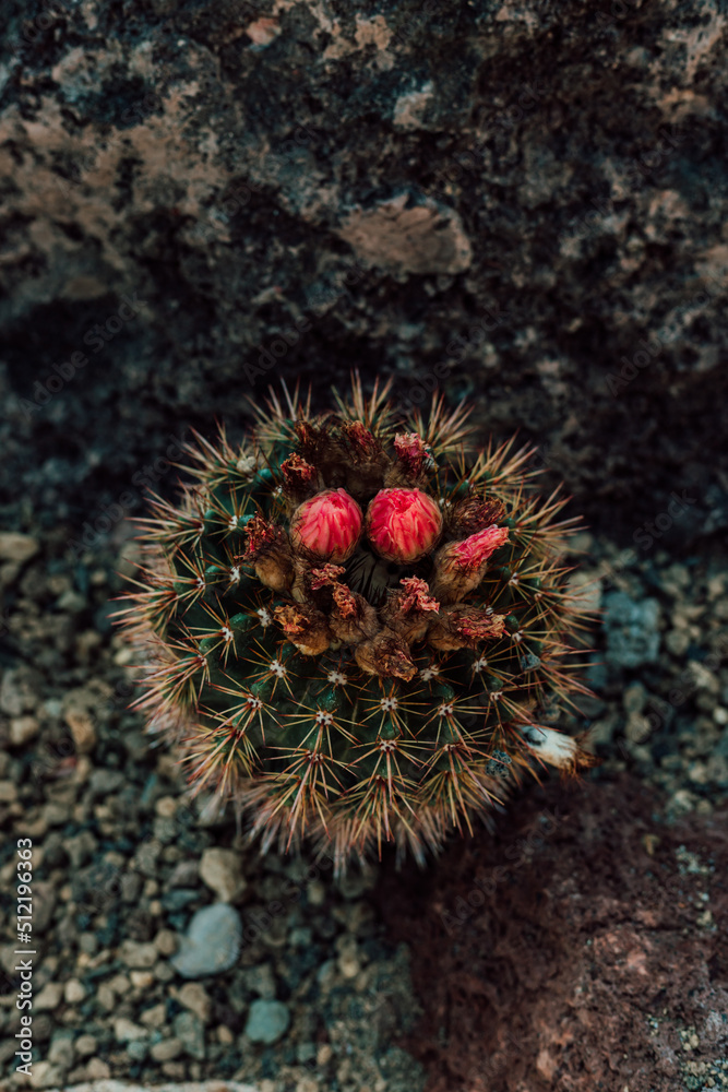 Cactus with a beautiful pink flower among the stones in the greenhouse Cactus with a beautiful pink flower among the stones in the greenhouse