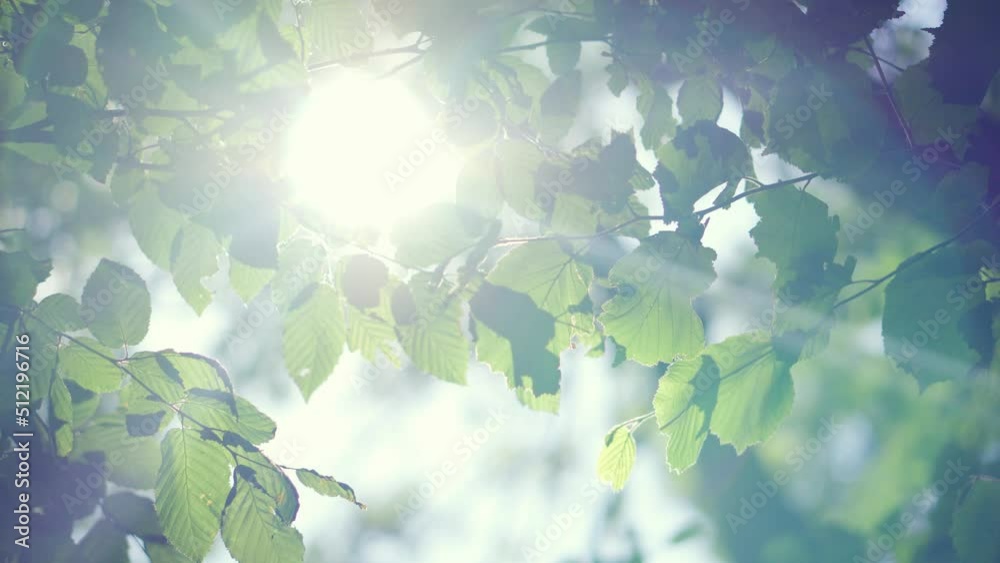 The sun's rays break through the fresh foliage of leaves fluttering in the wind