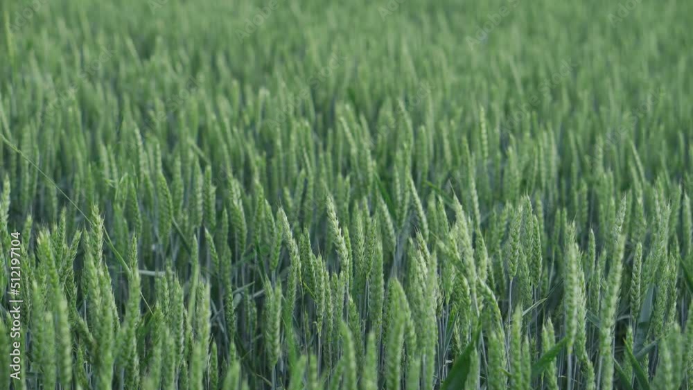 Young ripening green wheat in the field close-up vibrating in the wind