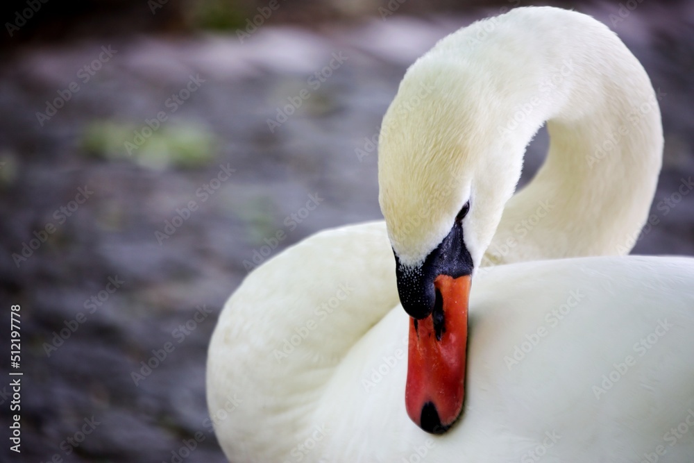 Obraz premium Nahaufnahme Schwanenkopf