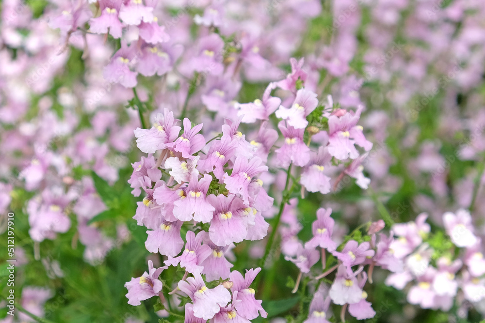 Nemesia denticulata Confetti in flower