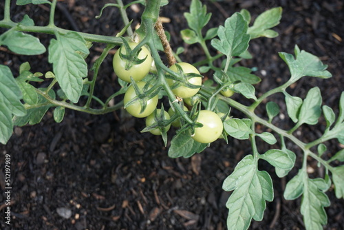 Grüne Bio-Tomatenpflanze in Ackerboden im Frühling