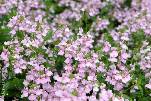 Nemesia denticulata Confetti in flower