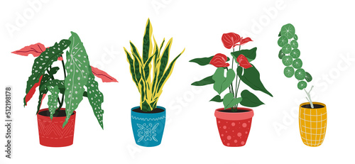 Set of house plants in pot flat vector illustration. Indoor flowers decor.