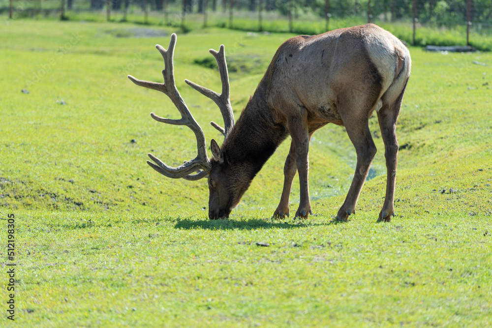 A beautiful elk in an Alaska park A beautiful elk in an Alaska park