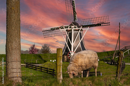 A well fed sheep is grazing in a grass area around a dutch windmill in Hoorn, Netherlands. photo