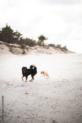 Szczeniak goni się na plaży z drugim dorosłym psem
