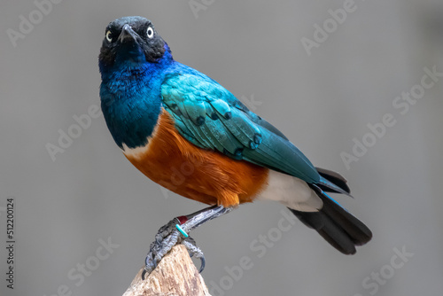 Photography Superb starling - Lamprotornis superbus