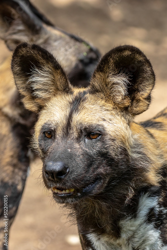 African wild dog - Lycaon pictus