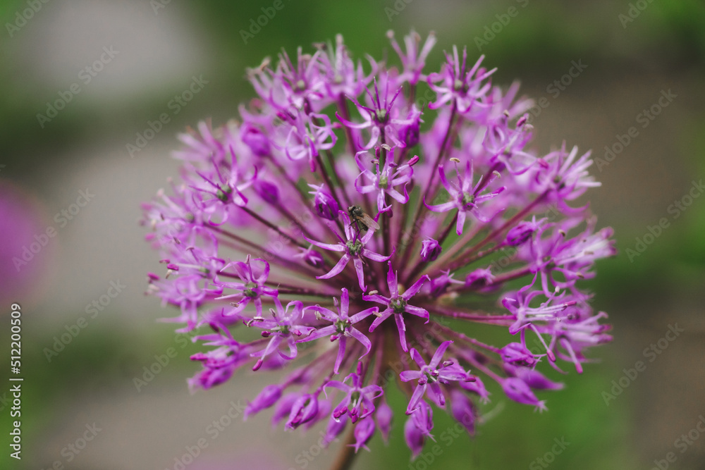 Purple wild ornamental garlic flower closeup on green natural background. Blooming purple allium flower growing in a garden. A fly sits on a purple flower Purple wild ornamental garlic flower closeup on green natural background. Blooming purple allium flower growing in a garden. A fly sits on a purple flower