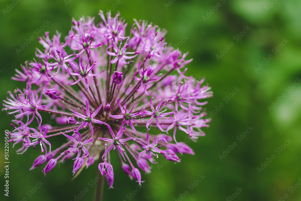 Purple wild ornamental garlic flower closeup on green natural background. Blooming purple allium flower growing in a garden with copy space Purple wild ornamental garlic flower closeup on green natural background. Blooming purple allium flower growing in a garden with copy space