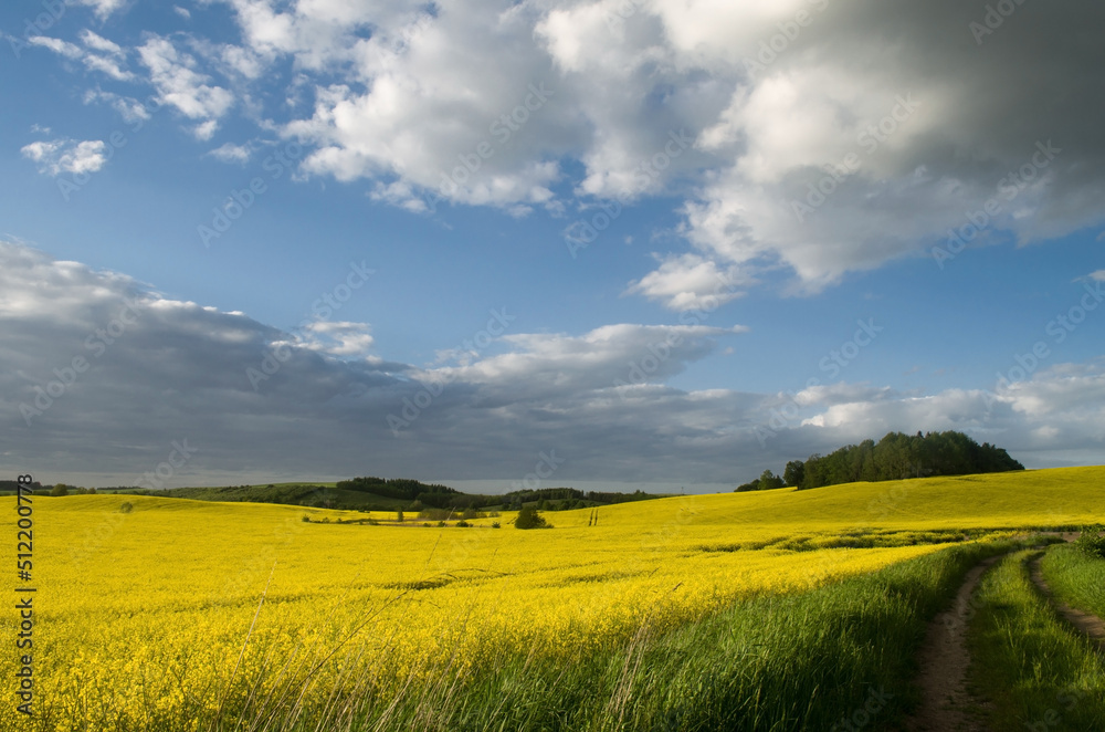 Obraz premium Rzepak_2022