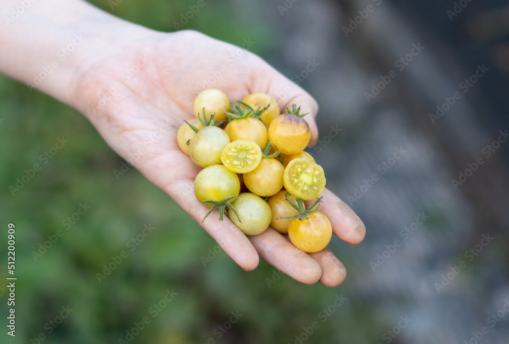 Farmer holds in his hands cherry tomatoes yellow and anthocyanin Amethyst Cream. Organic fresh produce on sale at the local farmers market. Gardening and agriculture concept. Woman farm worker hand Farmer holds in his hands cherry tomatoes yellow and anthocyanin Amethyst Cream. Organic fresh produce on sale at the local farmers market. Gardening and agriculture concept. Woman farm worker hand