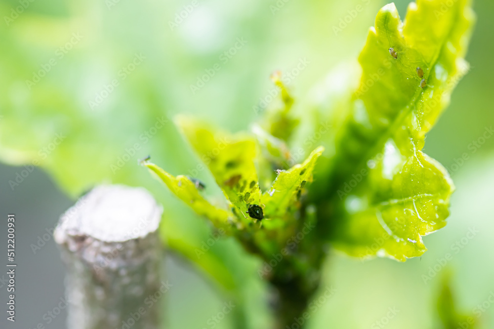 Sap Drinking Insect Aphids, greenfly are small sap-sucking insects and members of the ...