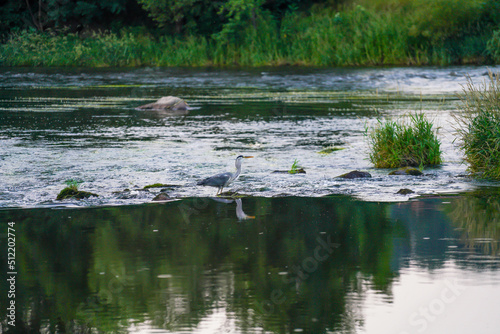 Series shot of a Gray Heron on the Black Rain River catching a fish and eating at dusk