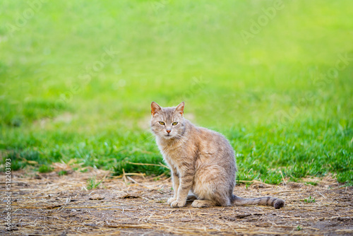 lovely cat sitting on the pavement in the green field, copy space, countryside concept, curious looking kitty