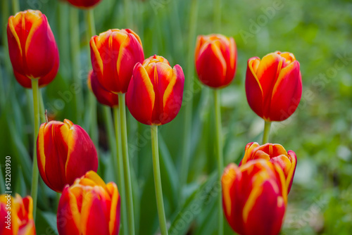 Colorful spring meadow with red tulip power play flowers. Nature  floral  blooming and gardening concept