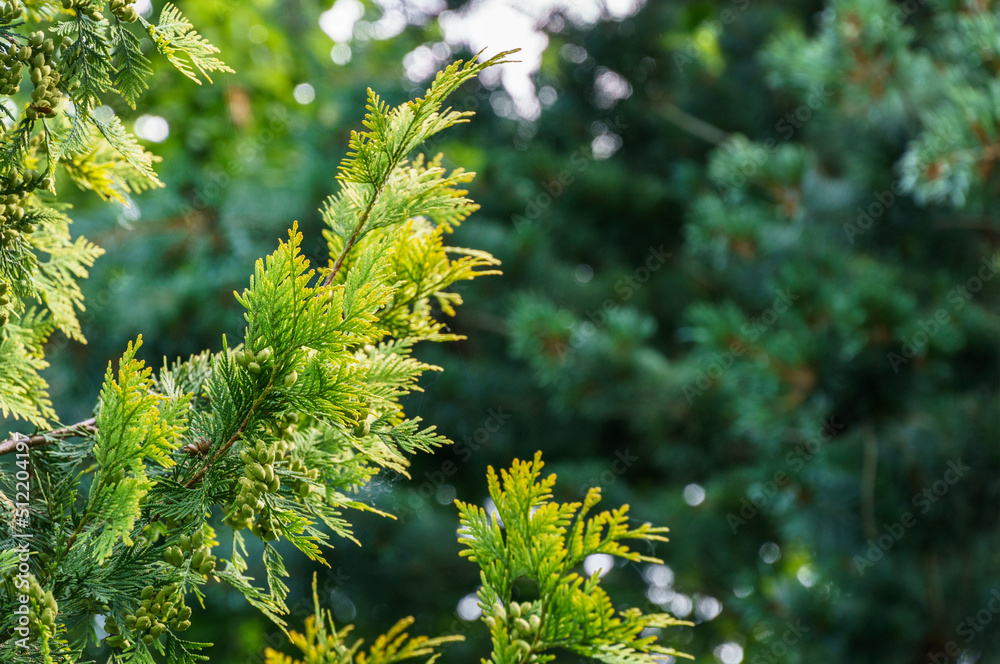Close-up of green texture with yellow tops of Thuja occidentalis Aureospicata, northern white-cedar, or eastern white cedar. Beautiful leaves on blurred green background. Place for your text Close-up of green texture with yellow tops of Thuja occidentalis Aureospicata, northern white-cedar, or eastern white cedar. Beautiful leaves on blurred green background. Place for your text