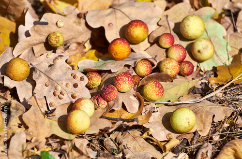 Oak gall (or Oak apple) on leaves of an oak. Galls of the insect Cynips quercusfolii, pest of the Oak plant photo