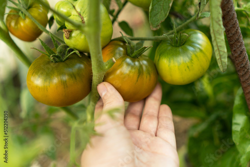 Farmer stretched out his hand to the tomatoes on the bush. Harvesting an organic harvest of ripe green tomatoes. Fresh produce is sold at the local farmers market. Concept of gardening and agriculture