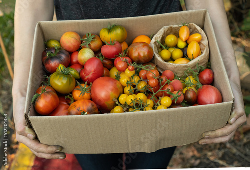 Farmer holds a cardboard box with a ripe tomato mix. Fresh vegetables for sale at the local farmers market. The concept of gardening and delivery of organic vegetables. Ecofarm worker. Selective focus photo
