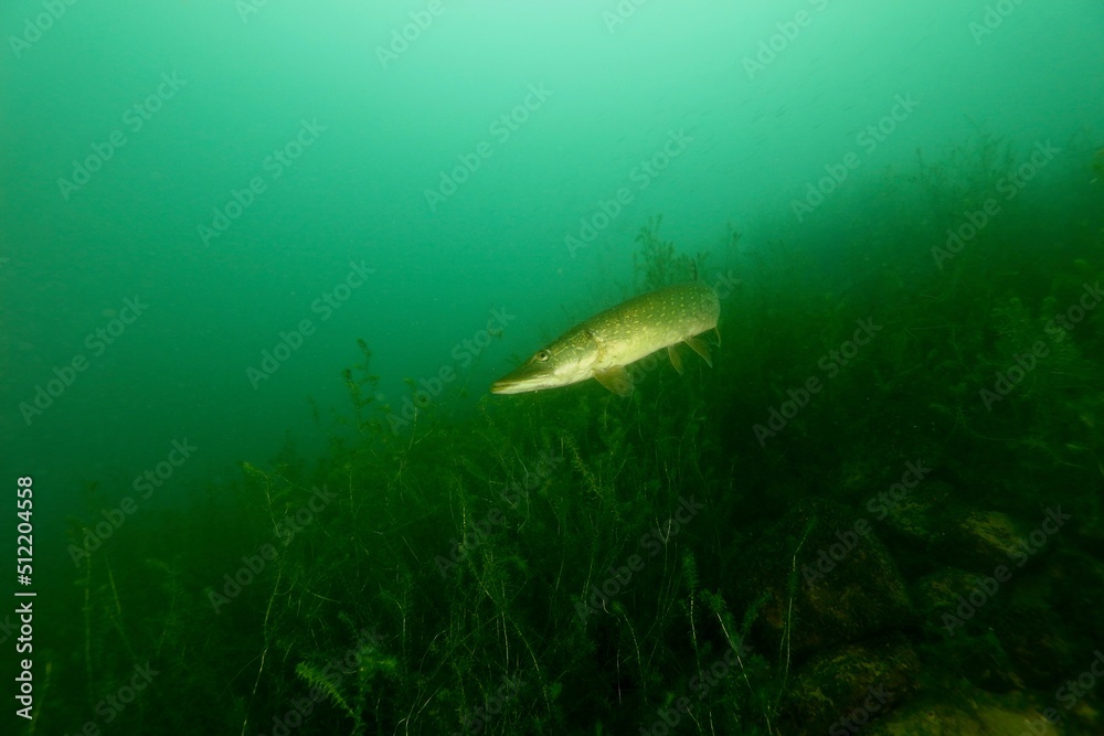 Fototapeta premium underwater world and fishes with European pike in the Lake of Lucerne Switzerland