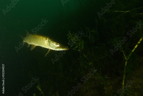 underwater world and fishes with European pike in the Lake of Lucerne Switzerland