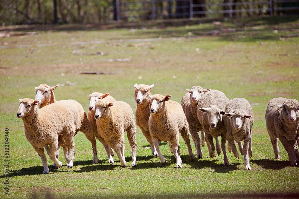 Obraz premium Schafherde wird zusmmengetrieben