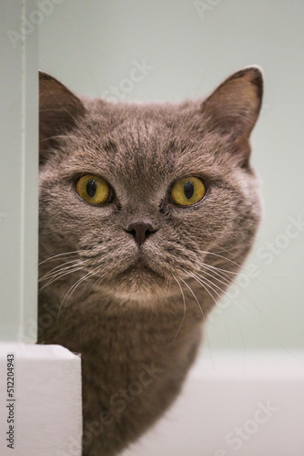 Portrait of a smoky British cat sitting on the floor surrounded by a home interior. A gray, adult cat with yellow eyes and a long mustache looks out from around the corner. A disgruntled British cat.