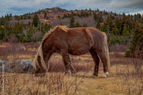 Wild ponies at Grayson Highlands