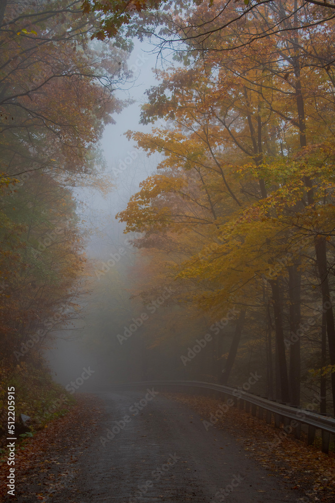 foggy road in autumn