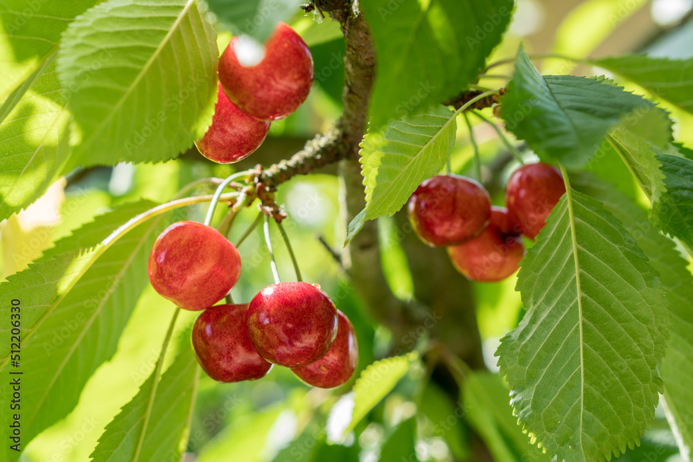 Ripe red sweet cherry on a branch. Ripe red sweet cherry on a branch.